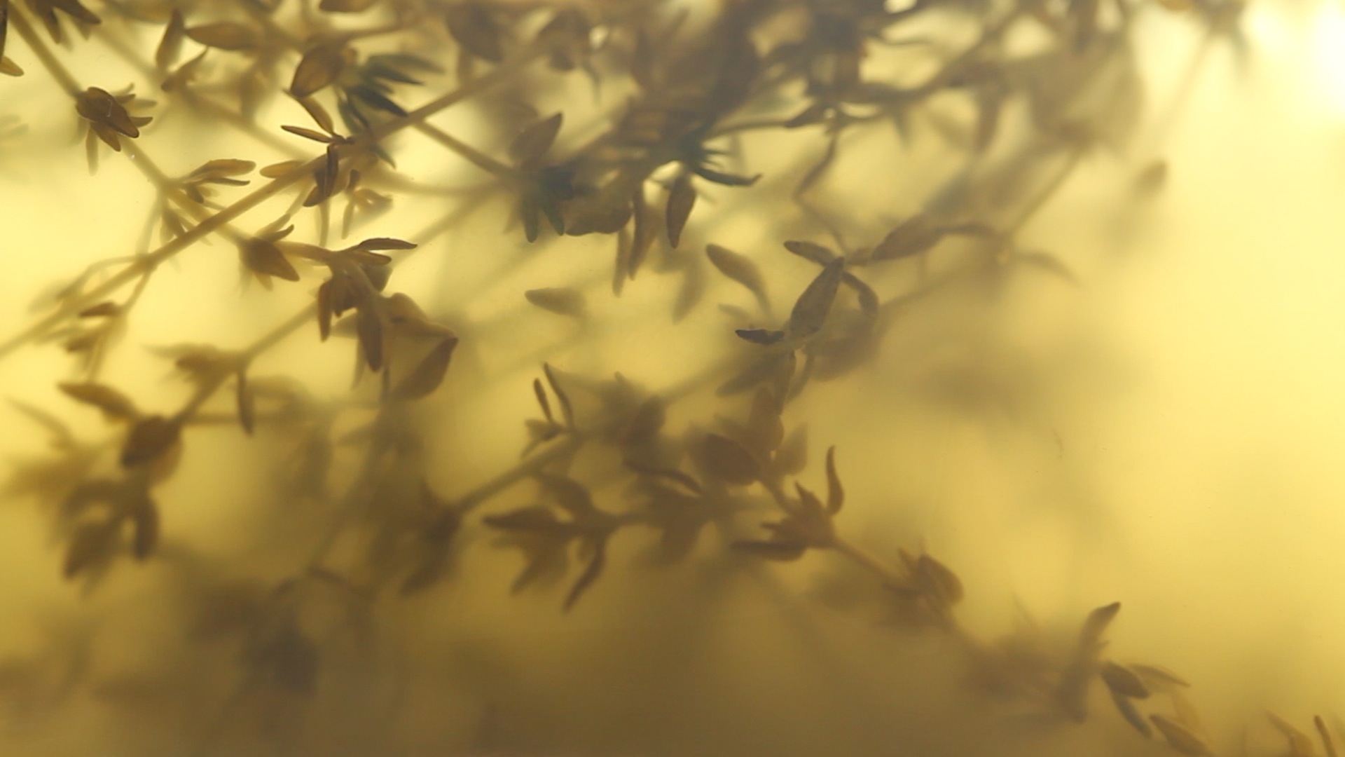 thyme-oil__hero-image__3132d16768.jpg