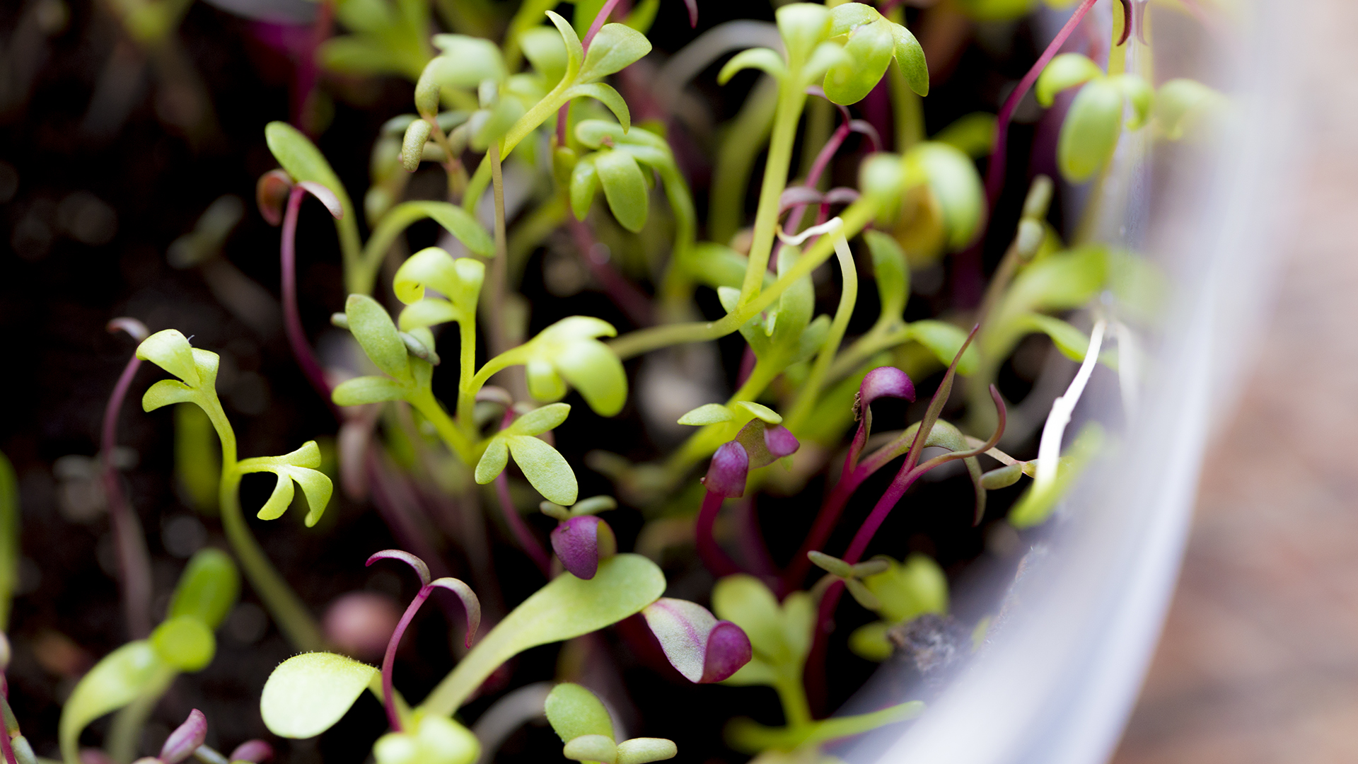 microgreens-directory__hero-image.jpg