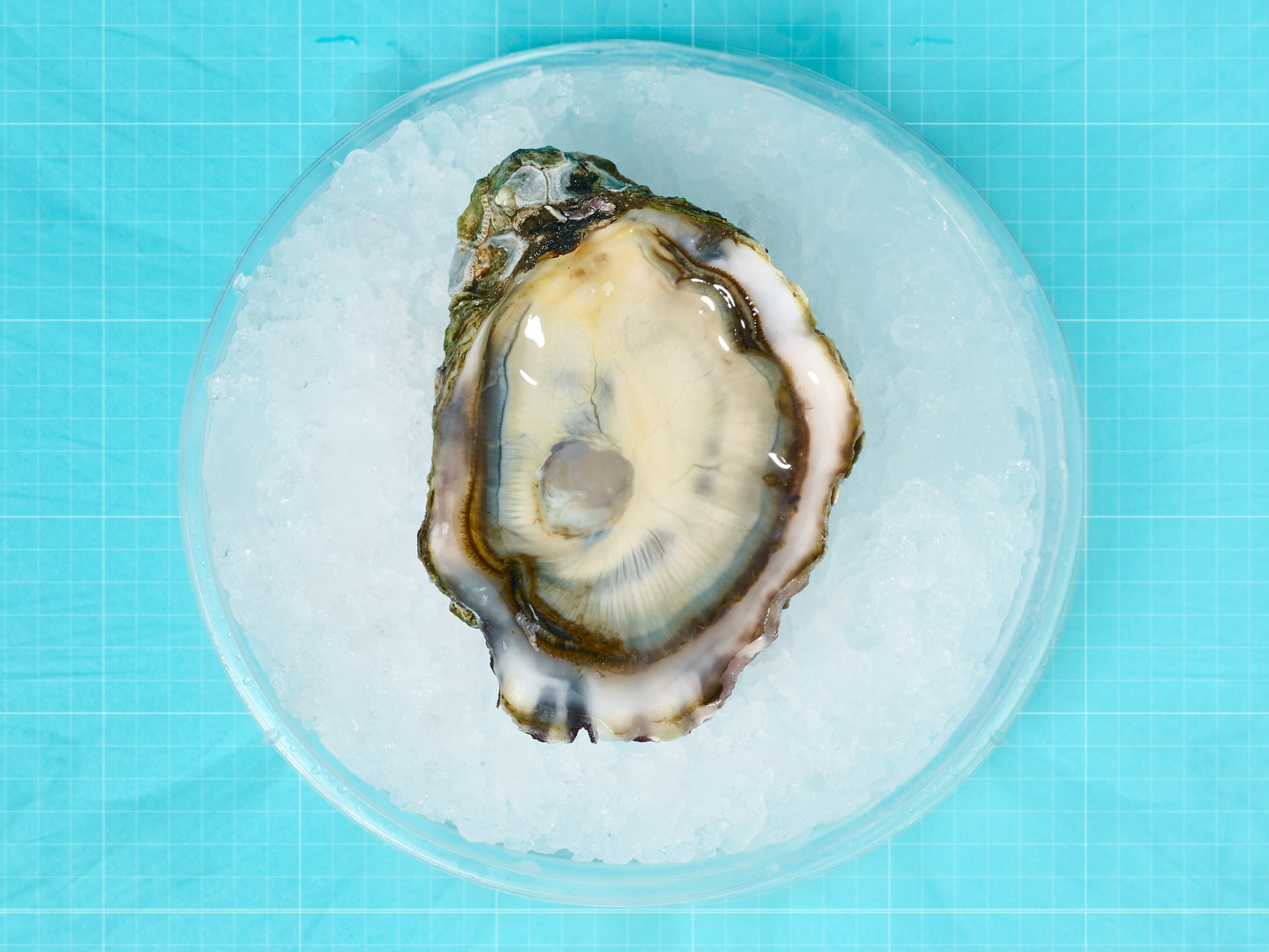 shucking-oysters-four-ways__hero-image.jpg
