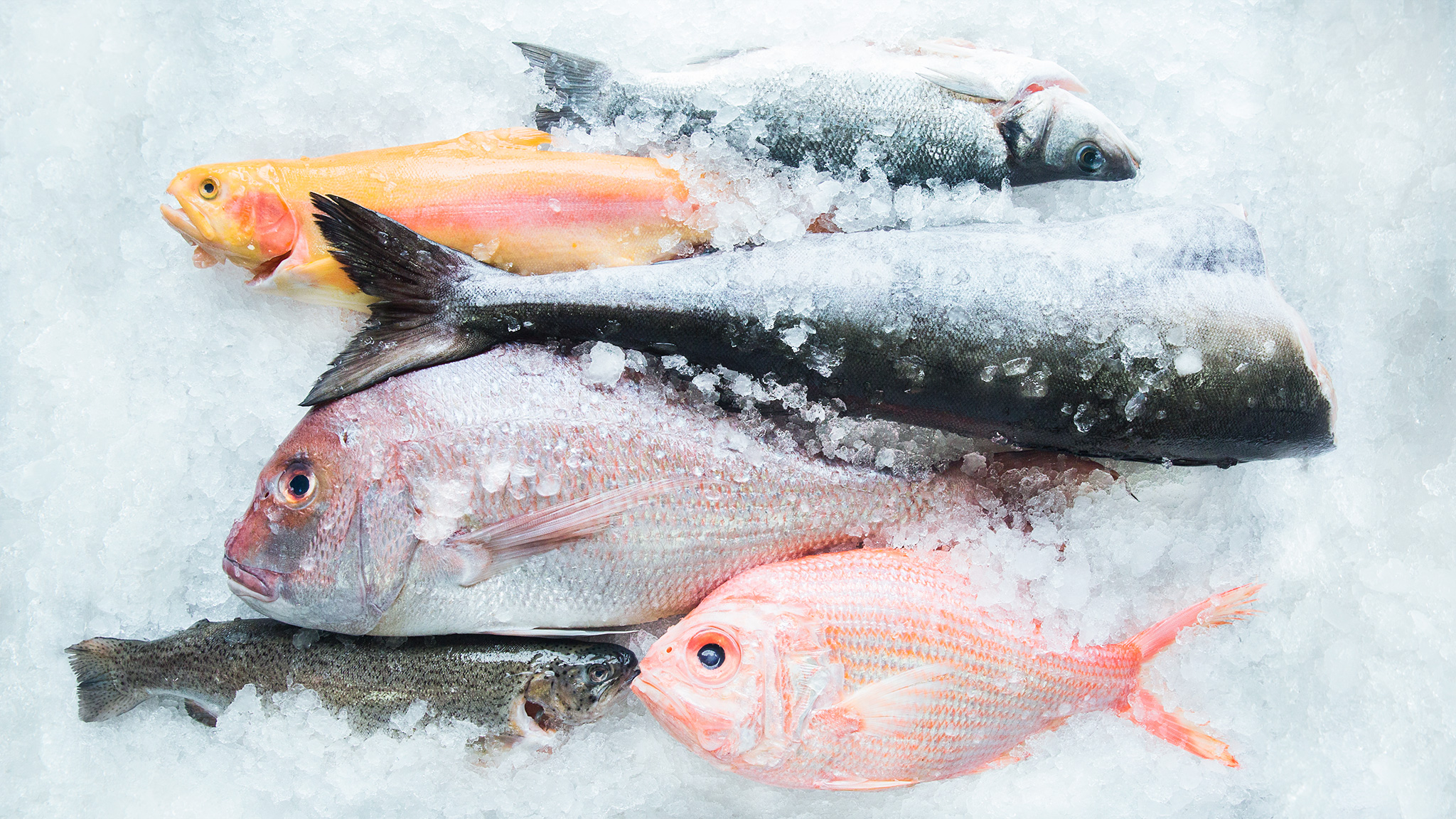 perfect-fish-update__hero-image.jpg