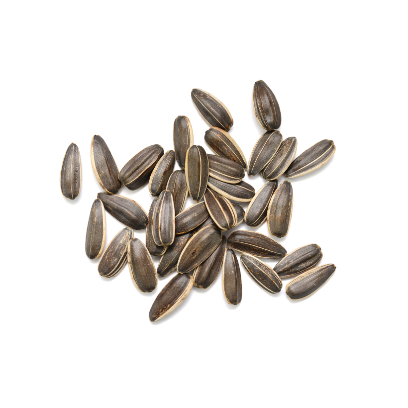 sunflower seeds icon