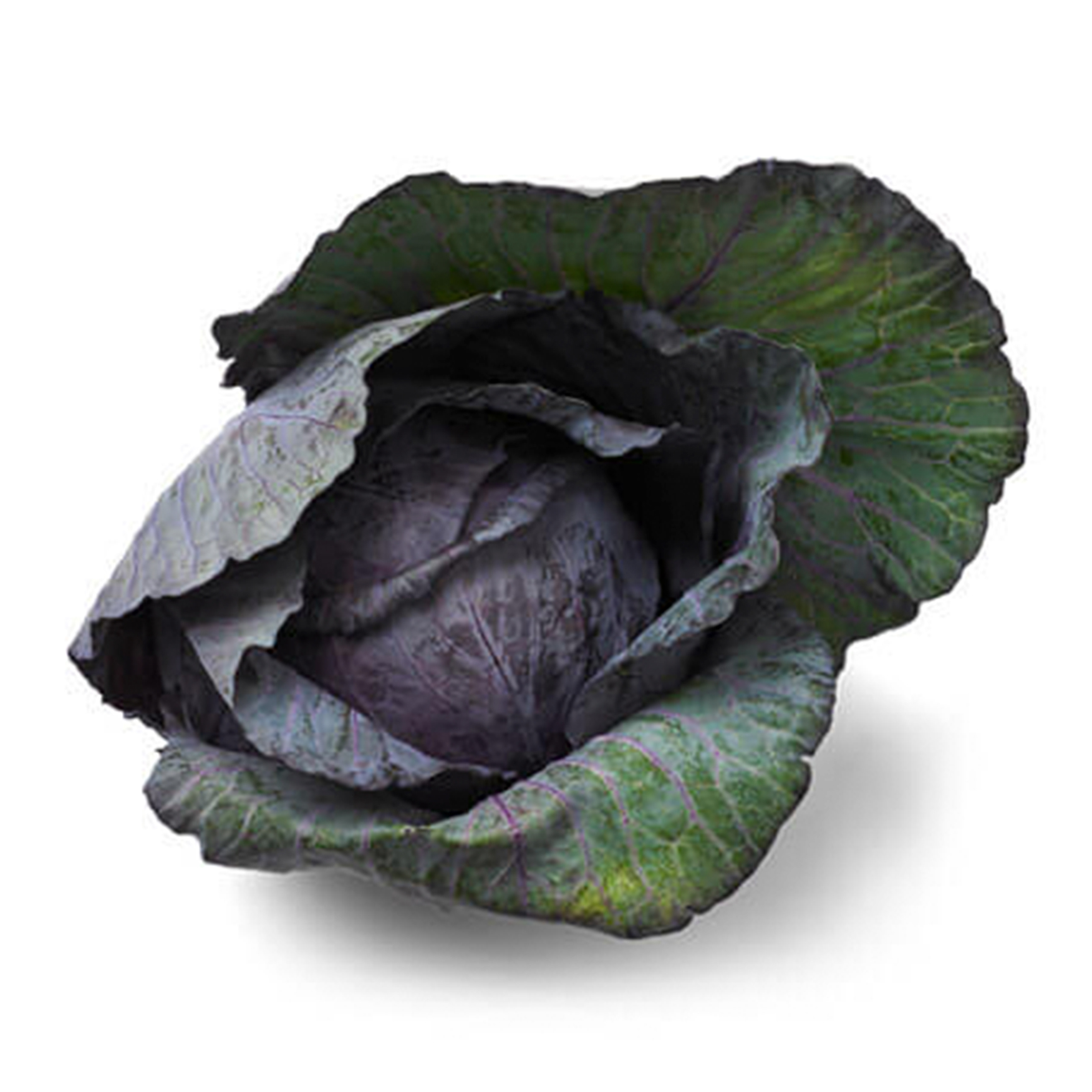 finely shredded red cabbage icon