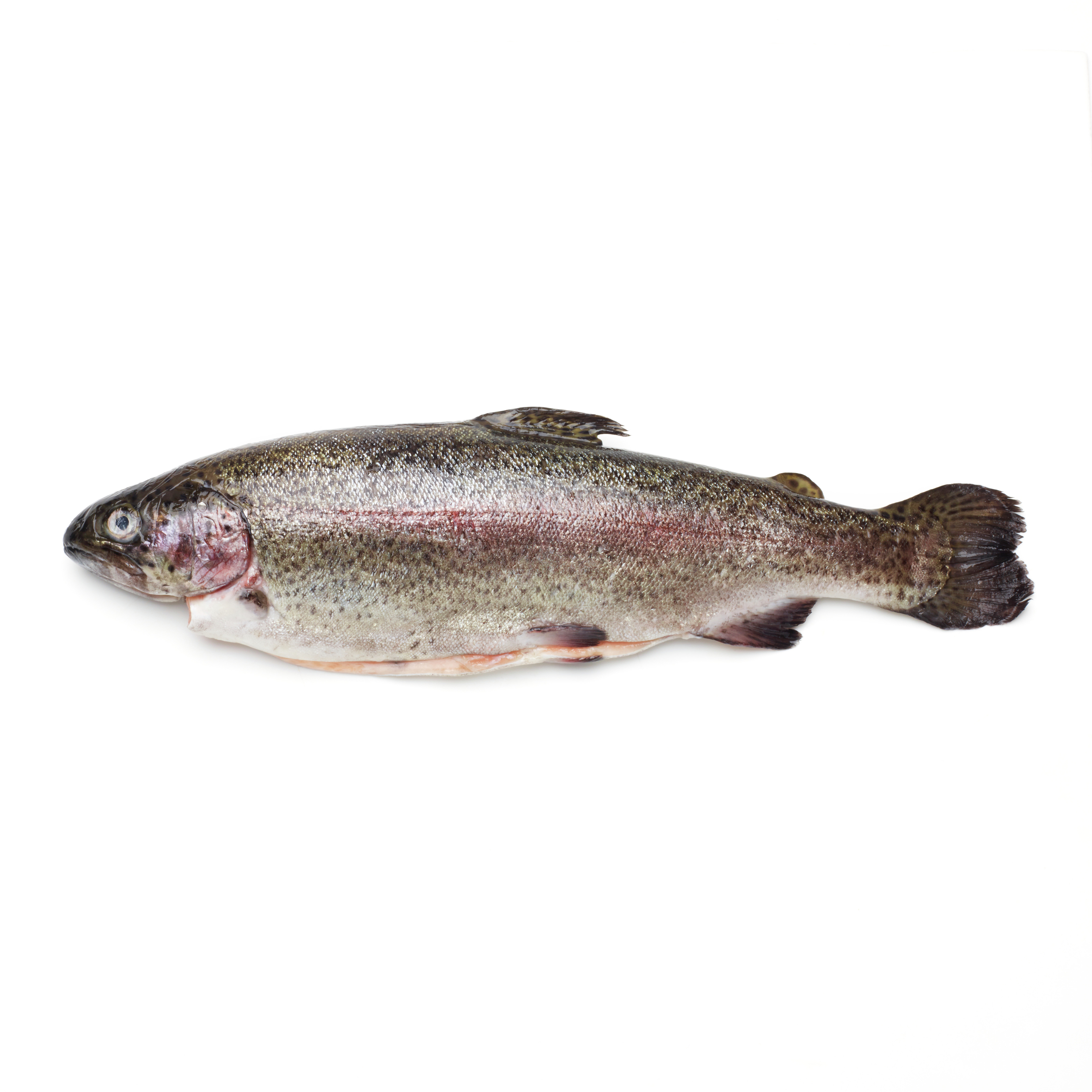 whole trout (approximately 1 lb) icon