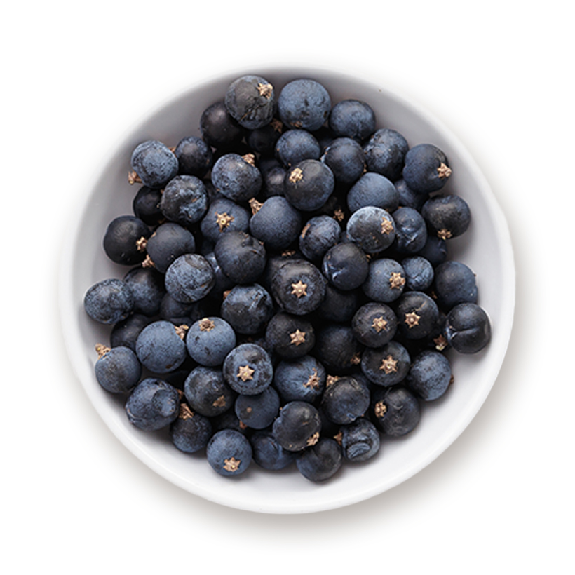 juniper berries icon