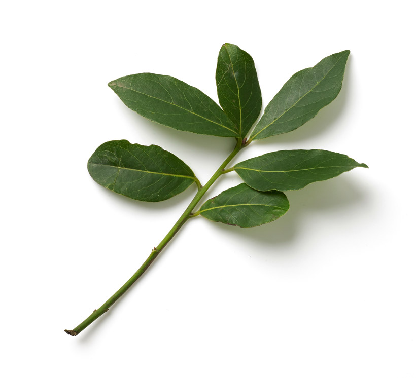 bay leaf icon