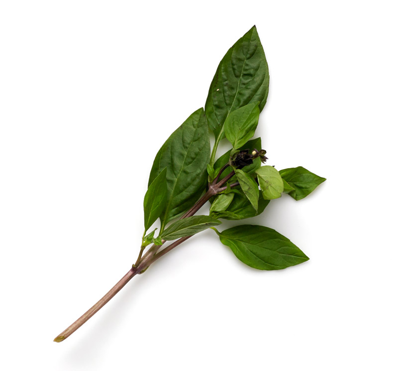 Thai basil icon