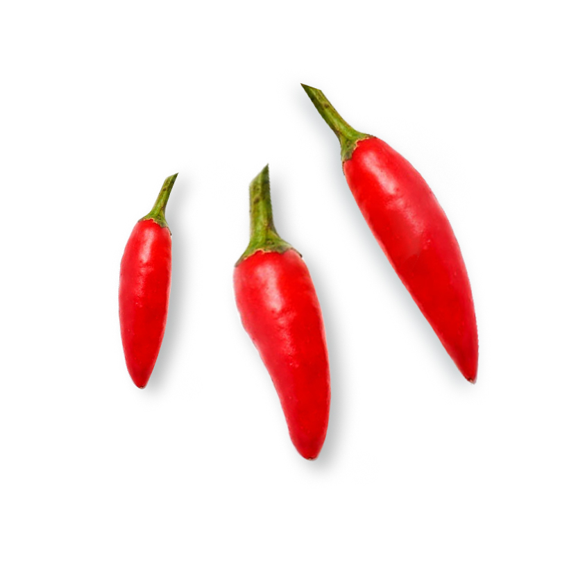 red serrano or fresnos chili pepper icon