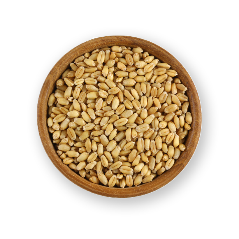 wheat berries icon