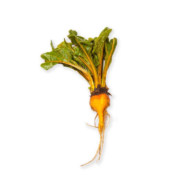 medium yellow beet icon