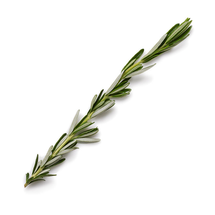 12 cm großer Rosmarinzweig icon