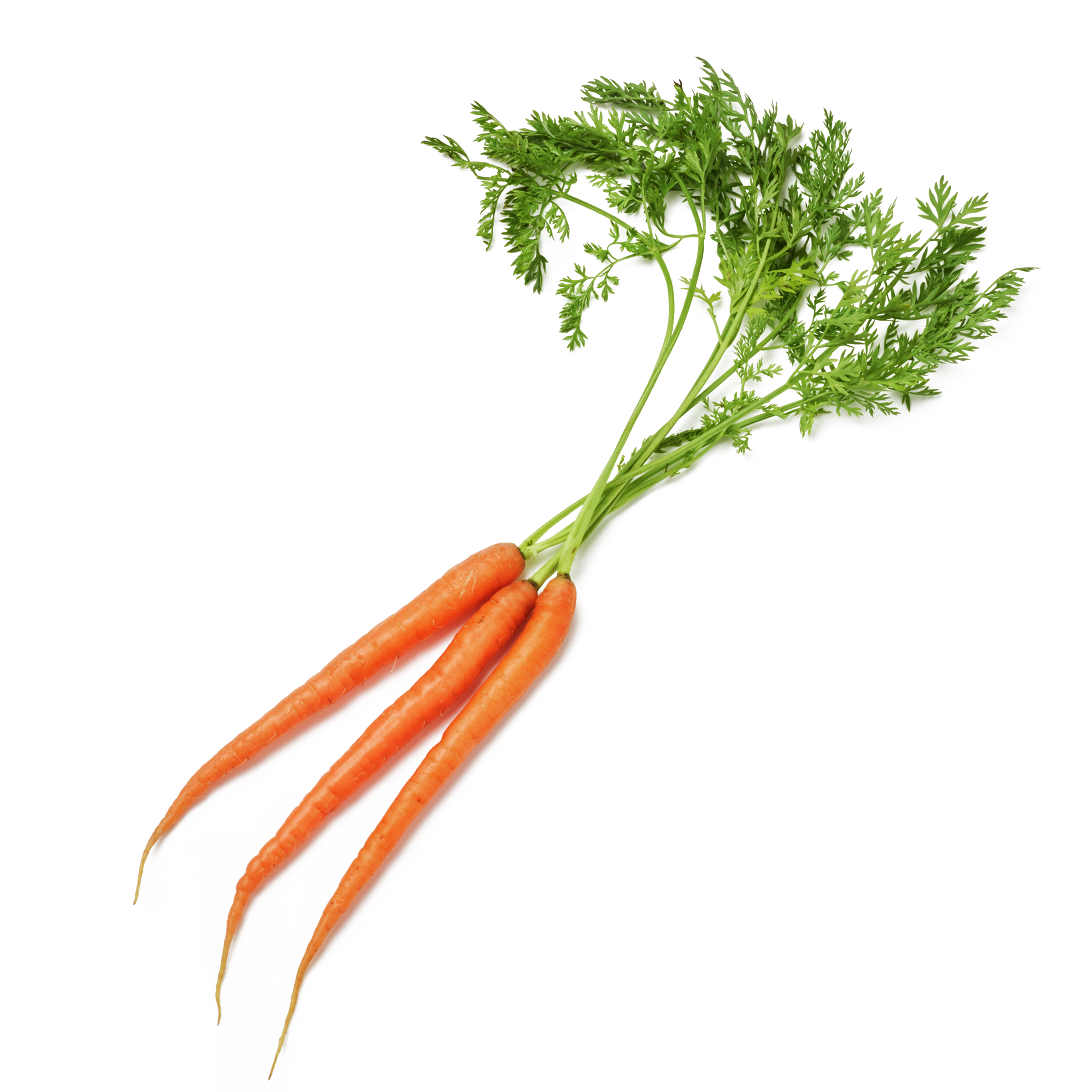 baby carrots icon