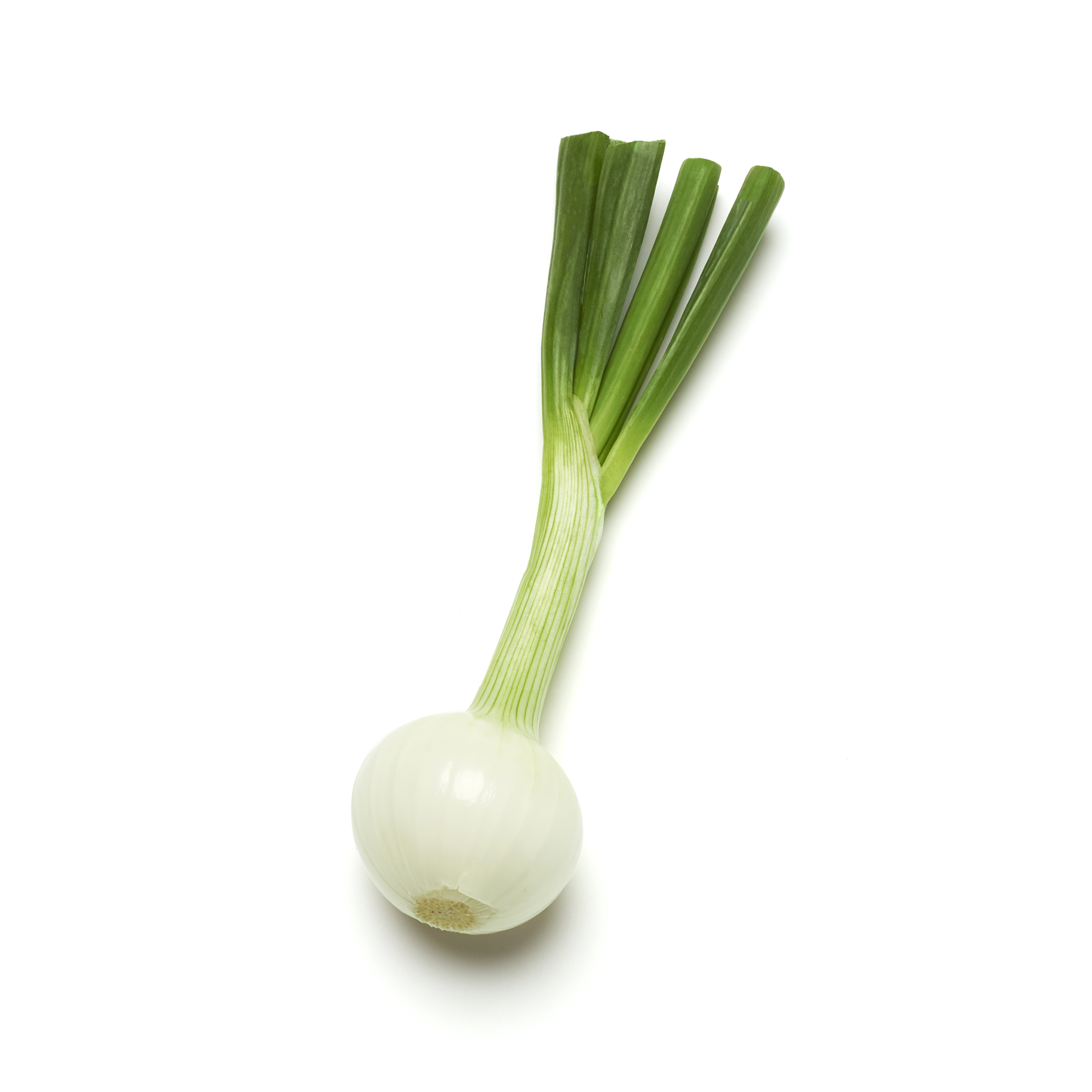 spring onion icon