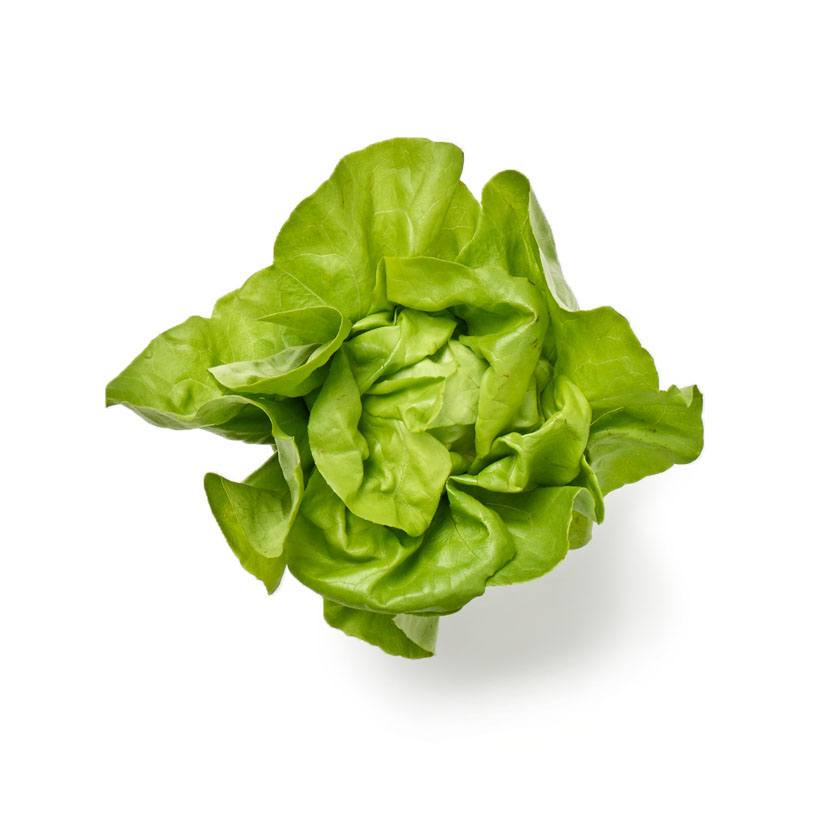 head butter lettuce icon