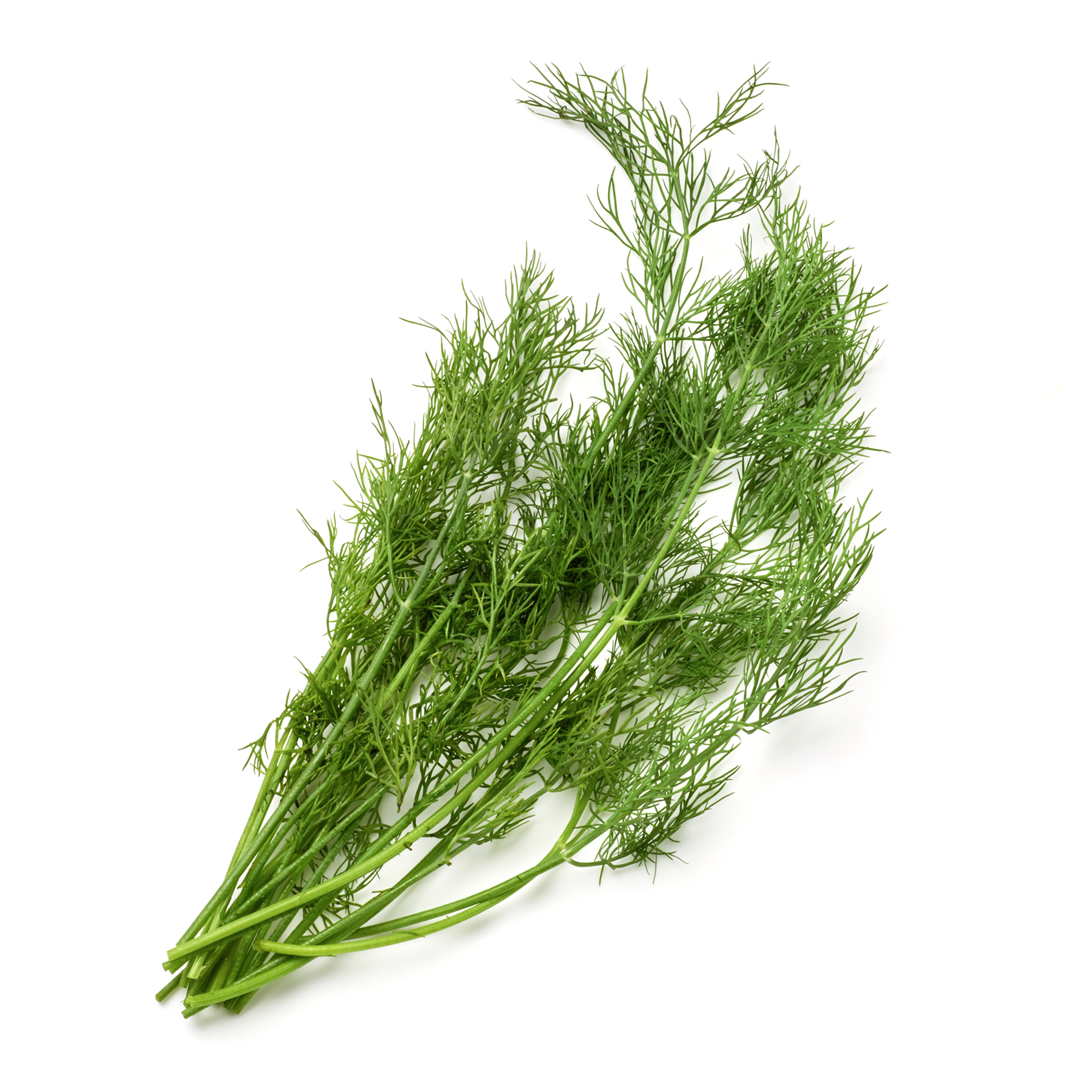 fresh dill icon