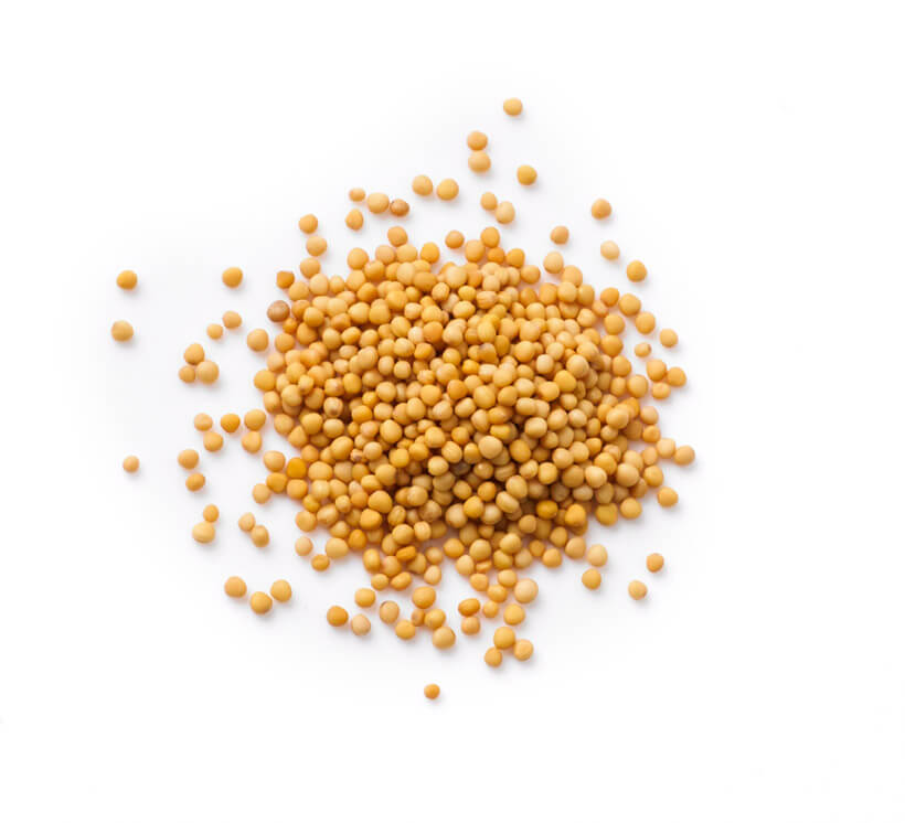yellow mustard seeds icon
