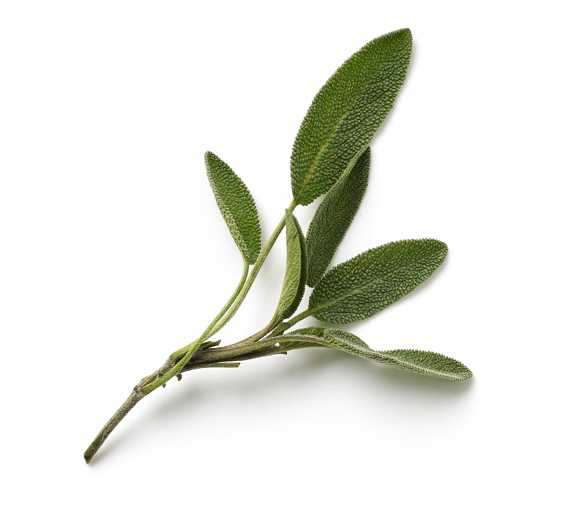 minced fresh sage icon