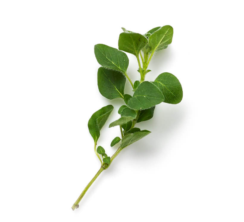 sprig oregano icon