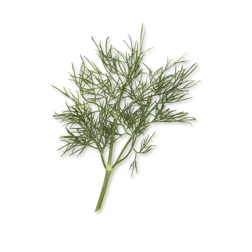 dill fronds icon