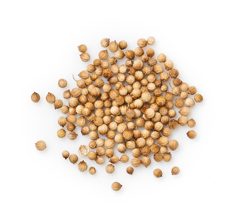 coriander seeds icon