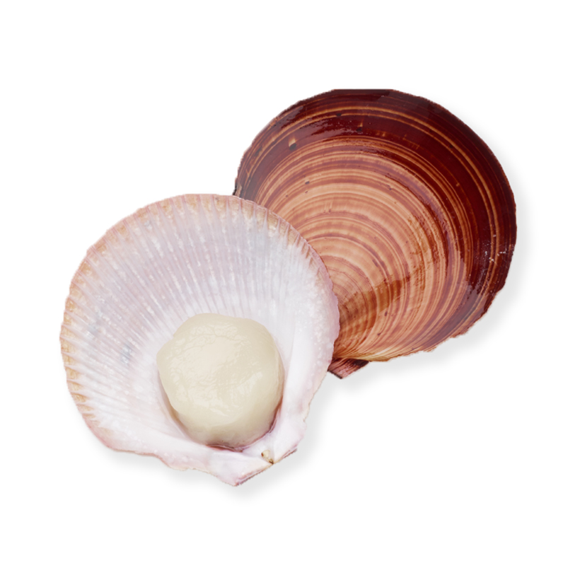 scallop without roe icon