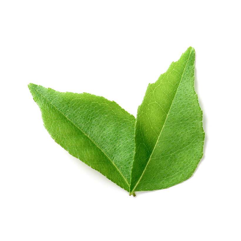 curry leaves icon