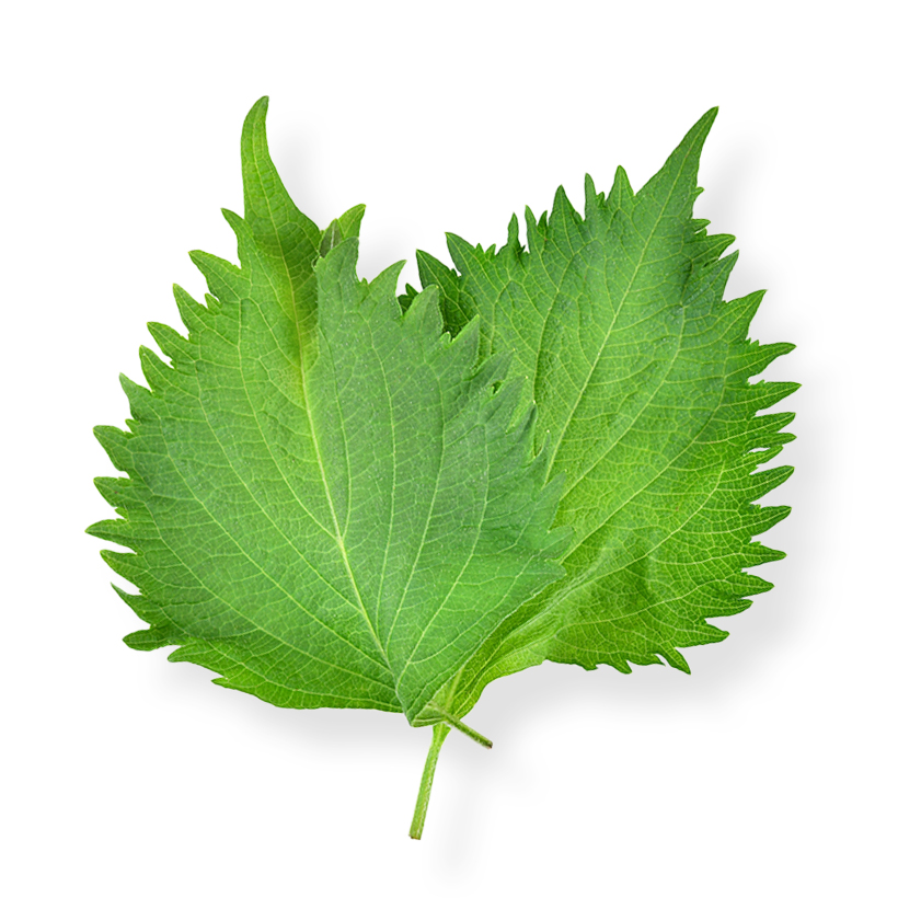 Shiso leaves icon