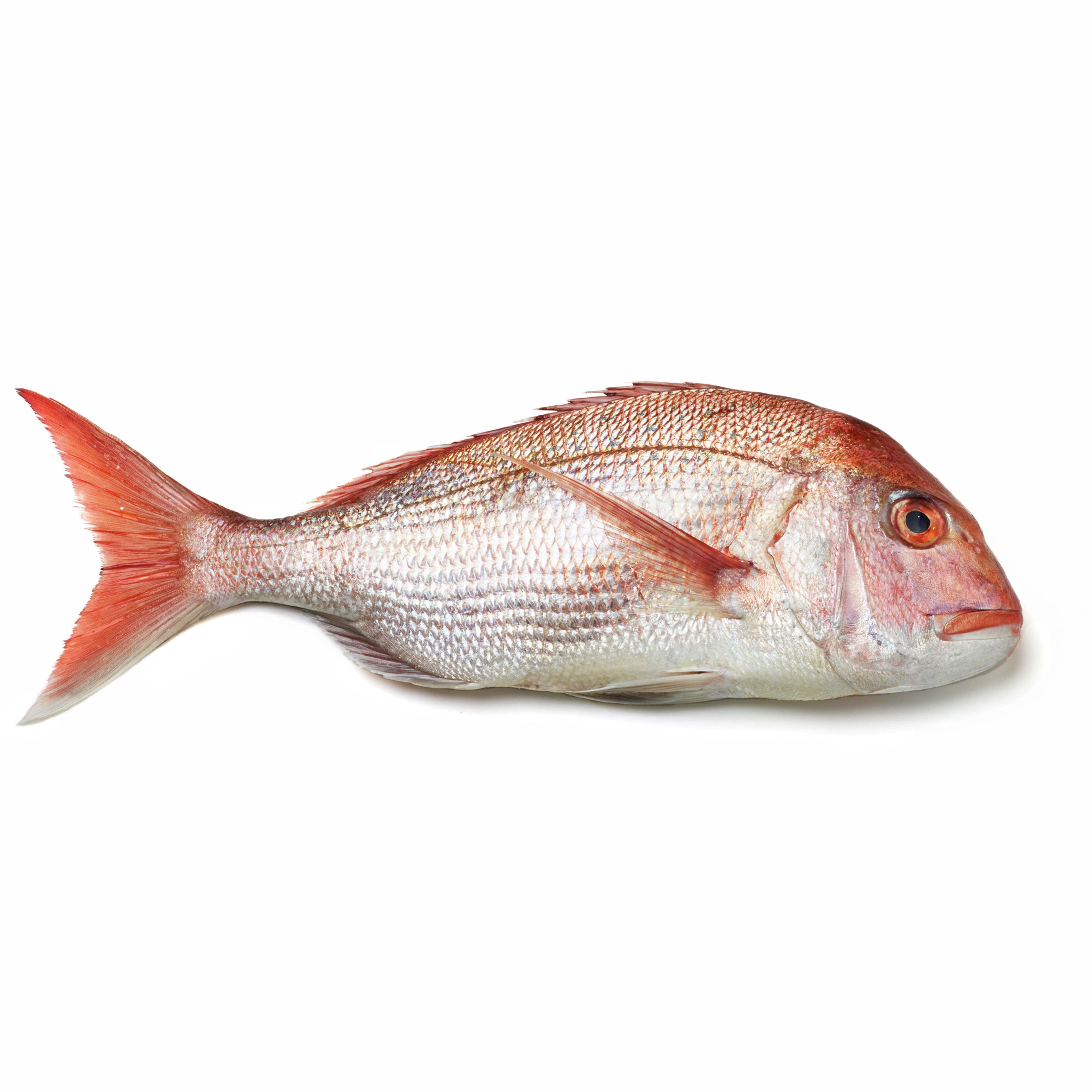 medium whole snapper icon