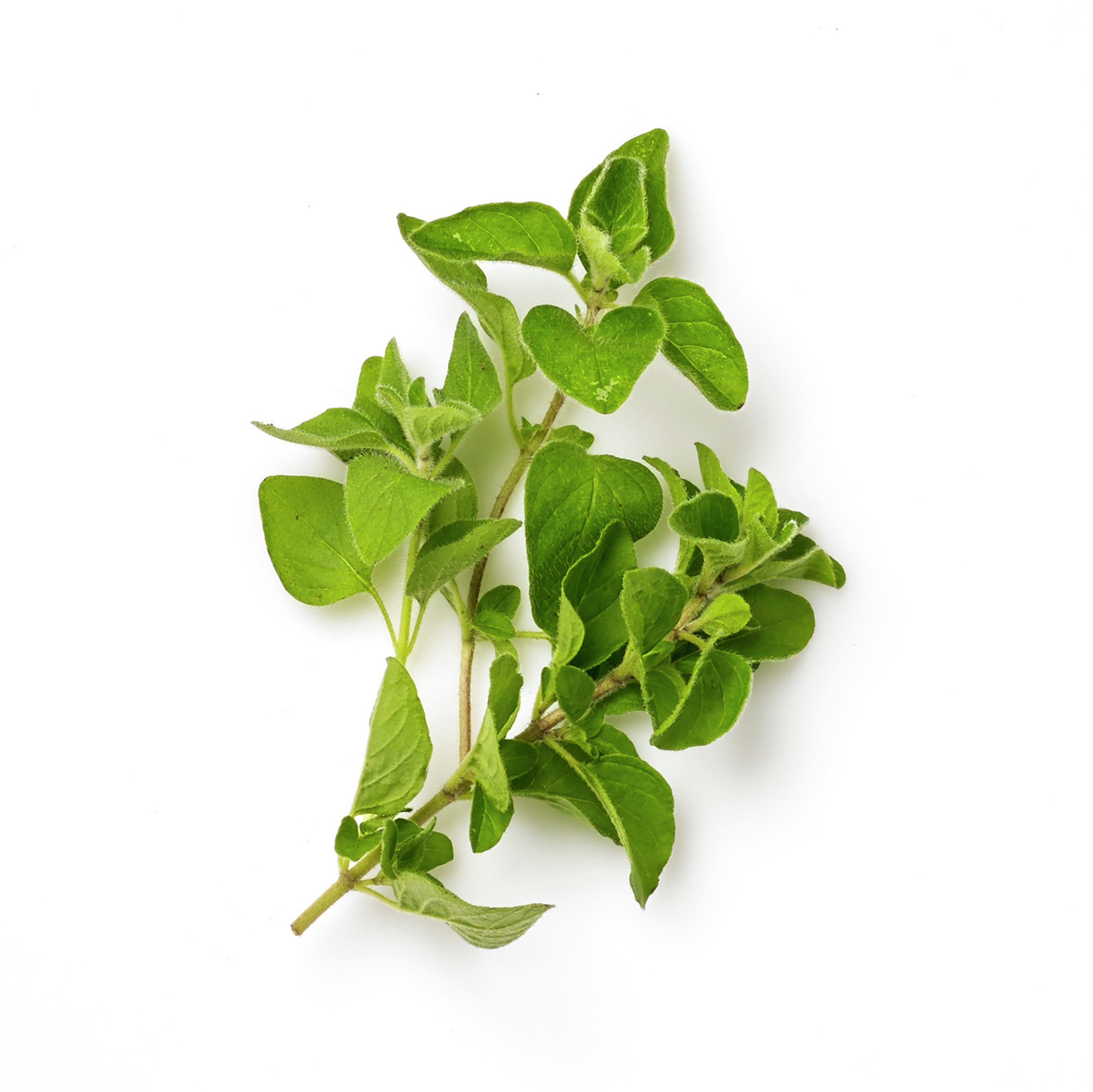 fresh oregano leaves icon