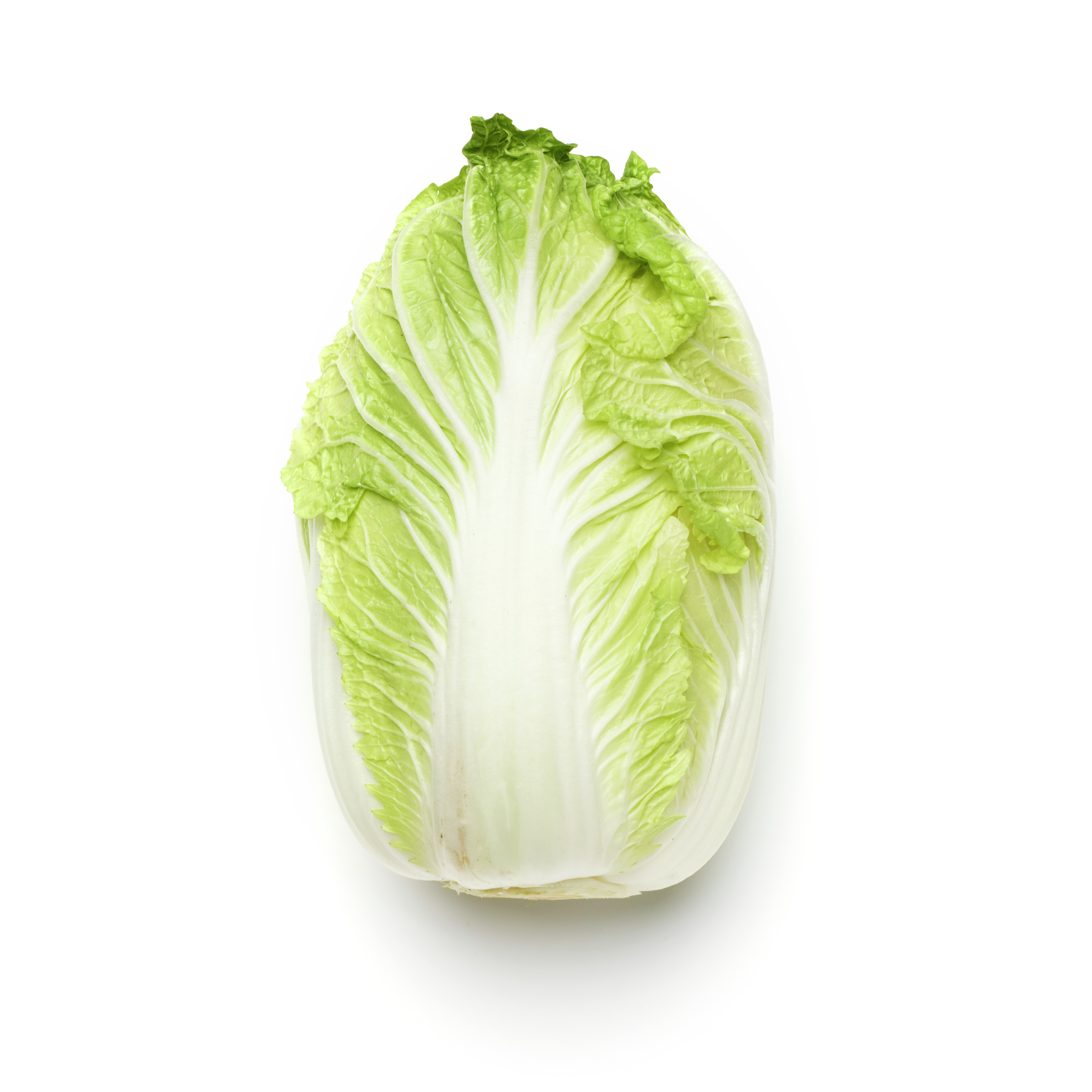 napa cabbage (Chinese cabbage) icon