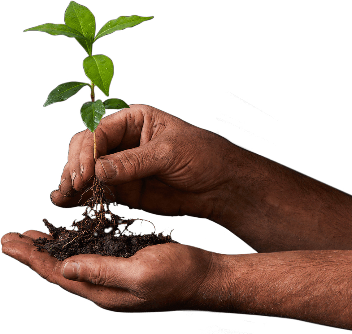 Seedling
