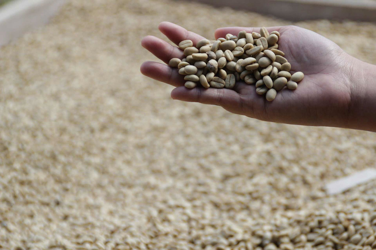 different-speciality-coffee-origins-5.jpeg