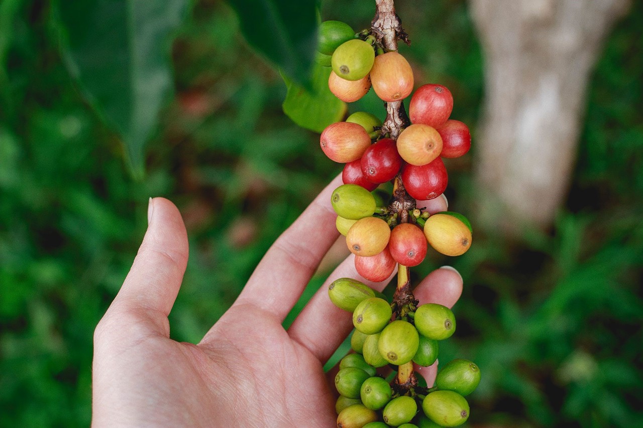 different-speciality-coffee-origins-1.jpeg